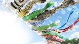 跳ねる 鯉のぼり