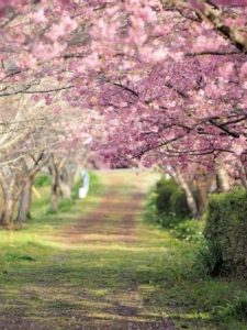 河津桜