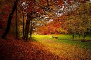 紅葉