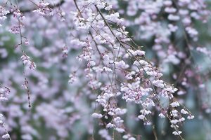 六義園　桜