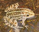 トノサマガエル