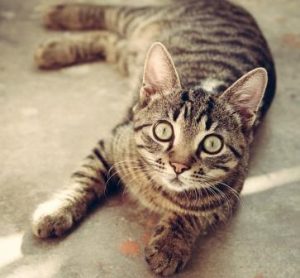 キジ猫