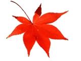 コナン「から紅の恋歌」の和歌の意味！百人一首の切ない恋歌