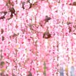 「結城神社」の梅2017！梅まつりと開花状況、見頃はいつ？