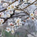 「綾部山梅林」2017！見頃と開花情報、アクセスは？