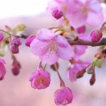 「河津桜」2017年の見頃と開花情報！桜まつりの出店や混雑は？