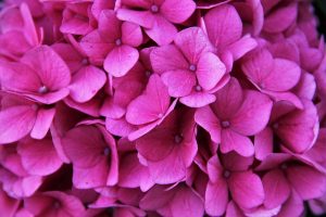 三室戸寺のあじさい2017！開花状況とアクセス、あじさいパフェ！